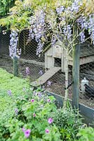 Standard wisterias underplanted with hardy geraniums and box beside the chicken run. 