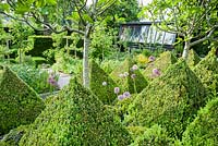 The kitchen garden is dominated by four standard fig trees surrounded by clipped box pyramids interspersed with Buxus microphylla var. japonica 'Morris Midget', purple alliums and black leaved Ophiopogon planiscapus 'Nigrescens'.