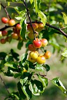 Malus 'Butterball' - crab apple. September