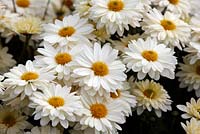 Chrysanthemum 'White Enbee Wedding' - September