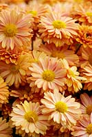 Chrysanthemum 'Bronze Enbee Wedding' - September