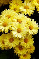 Chrysanthemum 'Yellow Enbee Wedding' - September