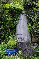 A wooden garden door with heart shaped peep hole. Buxus sempervirens is planted in the blue container with black Sambucus nigra.