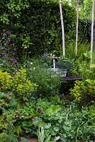 Thin stems of young silver birch trees underplanted with Alchemilla mollis, forget-me-nots and self-seeding Aquilegia vulgaris, ferns and red stemmed splurge.
