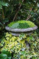 A stone urn planted with Soleirolia soleirolii - Mind your own business.