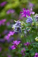 Aquilegia vulgaris, Granny's Bonnets or Columbine, a self-seeding perennial that produces a huge variety of different flowers.