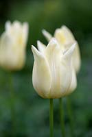 Tulipa 'Elegant Lady', a bulb, a cream coloured tulip that flowers in late spring, turning pinker with age.