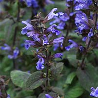 Salvia officinalis - common sage