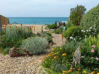 An exposed seaside garden laid to shingle, with raised island beds edged with driftwood. Planting includes Helichrysum italicum, Briza maxima, tree lupin and Kniphofia 'Atlanta'