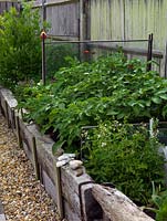 Narrow raised bed planted with vegetables - potatoes and rocket.