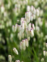 Briza maxima - quaking grass, an ornamental grass that self seeds.