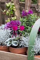 Tray of hardy winter plants in pots including cyclamen, ornamental cabbage, hebe and Calocephalus brownii.