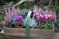 Trug of hardy winter plants in pots including cyclamen, violas, calluna, ornamental cabbage and Calocephalus brownii. 