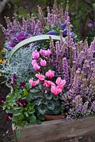 Trug of hardy winter plants in pots including cyclamen, violas, calluna, ornamental cabbage and Calocephalus brownii. 