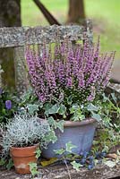 Erica gracilis in blue glazed pot with variegated ivy. Calocephalus brownii in a small terracotta pot.