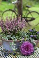 Erica gracilis with variegated ivy in blue glazed pot on a garden table with ornamental cabbage. Bicycle in the background.