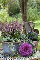 Erica gracilis with variegated ivy in blue glazed pot on a garden table with ornamental cabbage. Wheelbarrow in the background.