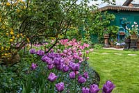 A spring border with Tulipa 'Blue Aimable', 'Esther', 'Florosa' and 'China Pink' underplanted with forget-me-nots and stocks.