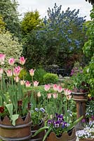 Chimney pots planted with pink Tulipa 'Florosa' and violas. Seating area beneath Ceanothus arboreus 'Trewithen Blue'.