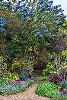 Gravel path under Ceanothus arboreus 'Trewithen Blue' over mixed spring borders to mirrored wall for trompe l'oeil effect.
 