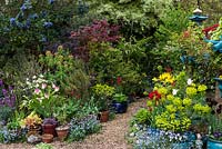 Small gravel path leads between pots of tulips set amongst self-seeded forget-me-not, euphorbia, maple, heuchera and erysimum.