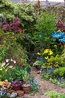 Gravel path leads between pots of tulips and self seeded forget-me-nots, euphorbia, maple, heuchera, pansy, hosta and erysimum. Artist owner has built an oriental raku-tiled mirrored wall.