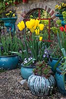 In front of mirror in wall, pots of yellow Tulipa 'West Point' with succulents and pansies.