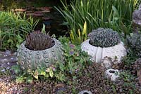 Pair of pots by ceramicist Susan Bennett, inspired by sea urchins. Right pot planted with Andromeda polifolia Compacta - bog rosemary. Left pot planted with Aloe.