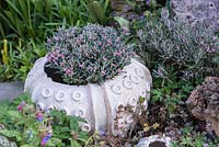 Unusual pot by ceramicist Susan Bennett, inspired by sea urchins. Planted with Andromeda polifolia Compacta - bog rosemary.