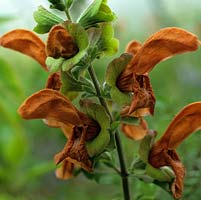 Salvia africana-lutea - Sandsalie