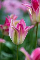 Tulipa 'Florosa', a pink, cream and green tulip.