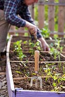 Man planting out young vegetable plants. Focus on a fork.