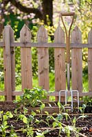 Picket fence around vegetable garden of raised beds with newly planted seedlings and tools.