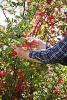 Pruning back japanese quince - Chaenomeles japonica after flowering in spring.
