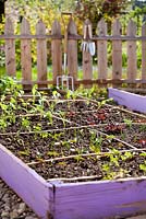 Vegetable raised bed with planted seedlings  including celery, lettuce, broccoli, onion.
