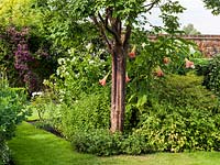 Acer griseum - Paperbark maple casts shadow on orange brugmansia, white dahlias, hibiscus and roses.