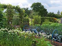 Vegetable garden potager with white allium, chard, cabbages under protective netting, leeks, brussel sprouts and raspberries. Archway supports apple trees.