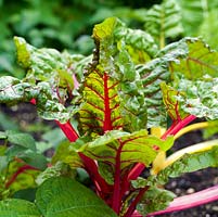 Red stems of Swiss chard