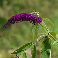 Buddleja davidii 'Royal Red' - Butterfly Bush attractive to bees and butterflies.