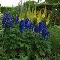 In cutting garden, delphiniums and foxtail lilies - Eremurus bungii