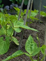 Young runner bean plants planted at the base of canes for support.
