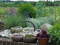A small contemporary water feature with pots of echeveria and sempervivum. Lavender, cotton lavender and box plants behind.
