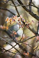 Aesculus parviflora, Bottlebrush Buckeye new foliage in spring