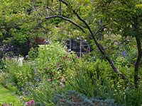A green house hidden behind an informal border with cottage garden plants including roses, alliums, catmint, penstemon and sisyrinchium.