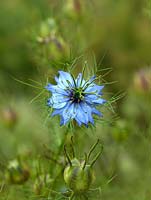 Nigella damascena, a fast growing hardy annual with light blue flowers and finely cut foliage.