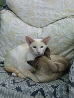 On a warm chair in a conservatory, two Siamese cats Monty and Temis curl up and snooze.