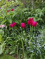 Tulipa 'Burgundy Lace' with Myosotis - forget-me-not.