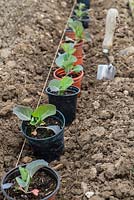 Brassica oleracea 'greyhound'. Transplanting spring cabbage plants - with garden line and trowel,