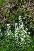 Lunaria annua- Honesty - variagated white form naturalised by roadside hedgerow.