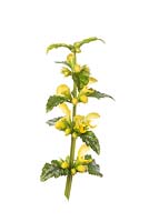 Lamiastrum galeobdolon subsp. argentatum - Variegated yellow archangel 